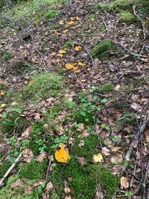 Stuga i Norra Dalsland - Bild 13