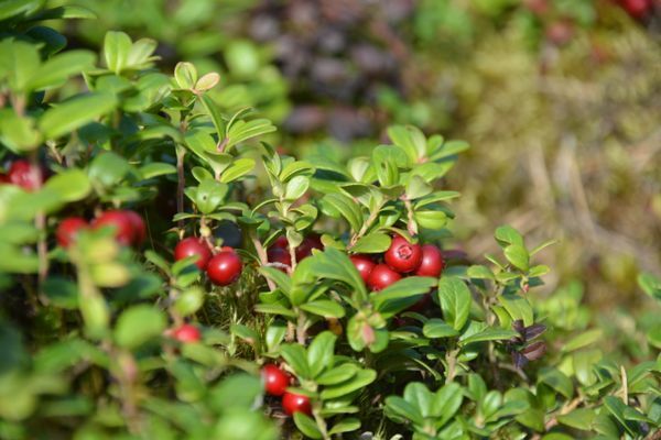 Fritidsstuga i natursköna Småland - Bild 16