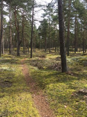 Sommarstuga nära havet med cykelavstånd till Åhus - Bild 20