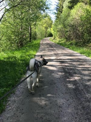 Mysig stuga på landet, 4-6 bäddar, hund välkommen - Bild 6