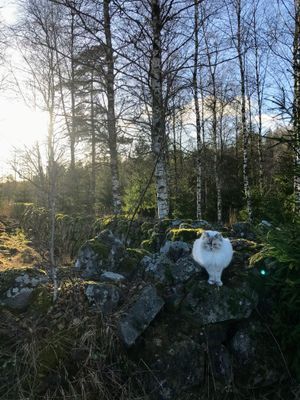 Mysig stuga på landet, 4-6 bäddar, hund välkommen - Bild 36