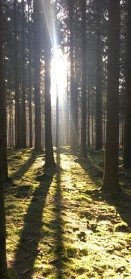 Trolsk granskog.