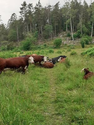 Toppstugan Malma - Bild 28