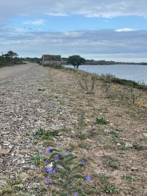 Stenkusten längs raukarna