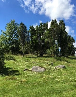 Naturbetesmark med enar vid gården.