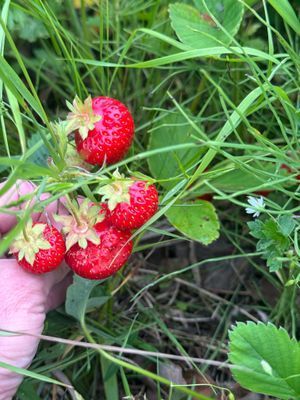 Fint, bekvämt och centralt hus i Höga Kusten - Bild 21