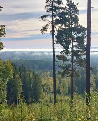 Mysig Timmerstuga - Bild 15