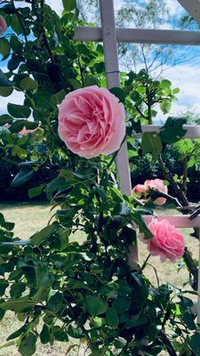 Jokkes sommarstuga på Norra Öland (Böda bukten) - Bild 11