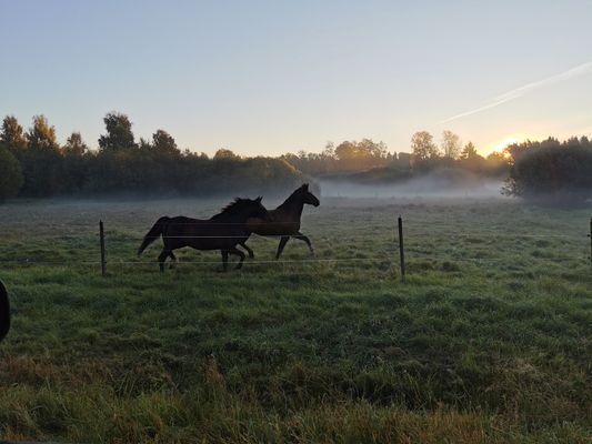 Mysig stuga på Rådmansö