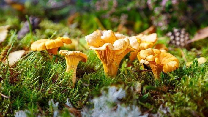 Bild 3 på Mysig stuga i naturidyll