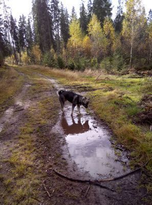 Mysig stuga på landet, 4-6 bäddar, hund välkommen - Bild 35