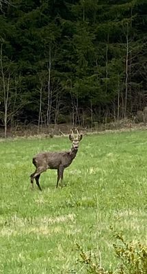 Mysig stuga på landet, 4-6 bäddar, hund välkommen - Bild 12
