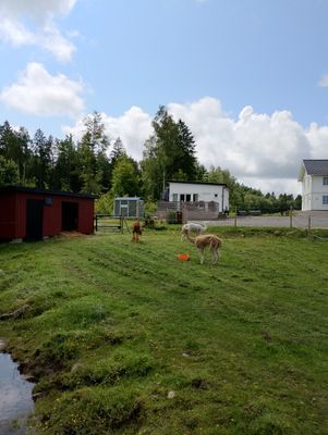 Bild från hagen på stugan.
