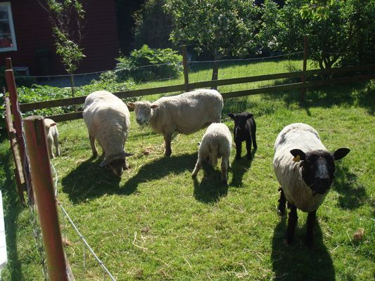 BLÅBÄRSSTÄLLET - Bekvämt boende med fin terass! - Bild 25