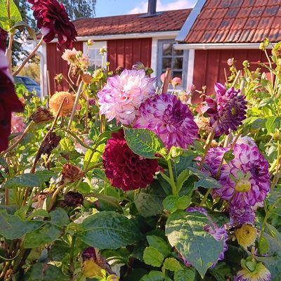 Torp i Torp,Öland - Bild 7