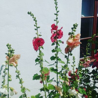 Charmig lägenhet/ hus nära havet i Baskemölla - Bild 22