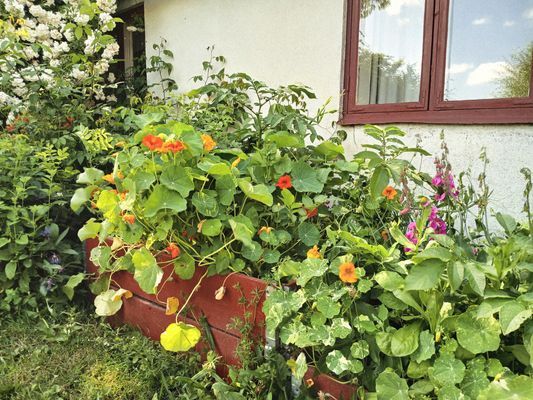 Österlen, liten stuga med trädgård - Bild 24