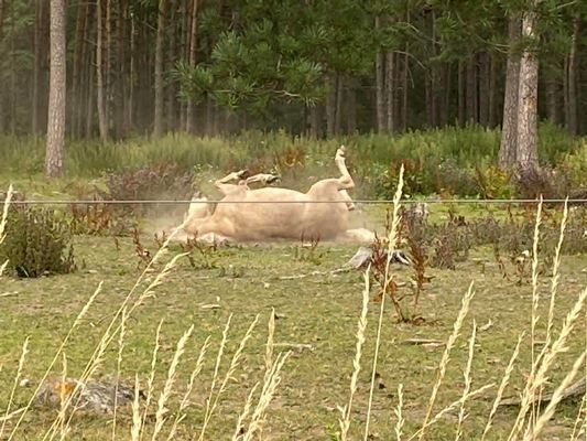 Stuga i tallskog mitt på Gotland - Bild 12