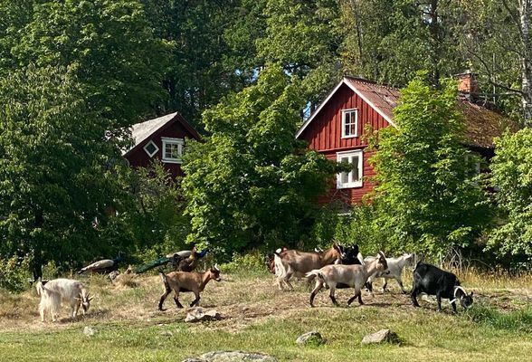 Charmigt torp | Vacker bondgård, nära sjön med båt - Bild 17