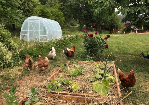 Charmigt torp | Vacker bondgård, nära sjön med båt - Bild 35