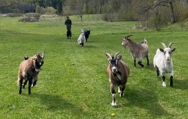 Charmigt torp | Vacker bondgård, nära sjön med båt - Bild 30