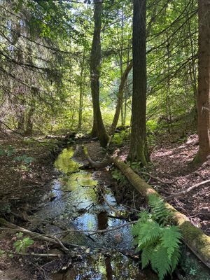 Nyrenoverad stuga mitt skogen, vid Brösarps backar - Bild 21