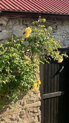 Hus vid Alvarets kant- fågelskådare - Bild 9