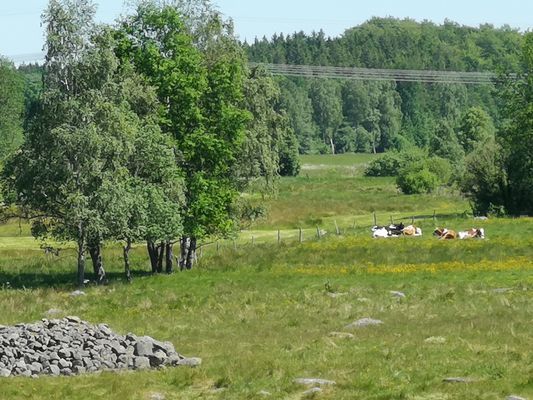 Stuga,  4 bäddar nära äventyrspark i södra Halland - Bild 35