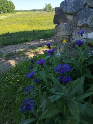 Stuga,  4 bäddar nära äventyrspark i södra Halland - Bild 44