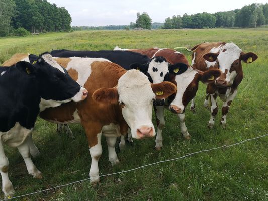 Stuga,  4 bäddar nära äventyrspark i södra Halland - Bild 26