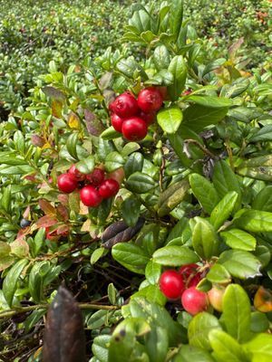 Torp med egen strand - Bild 18