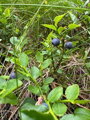 Torp med egen strand - Bild 17