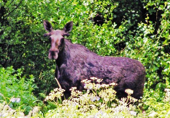 Mysig stuga på Dalboslätten nära Vänern |SE17011