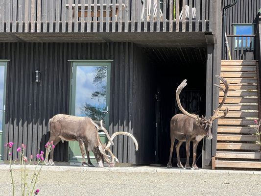 Björnrikes bästa Ski in Ski out - Vemdalen - Bild 34