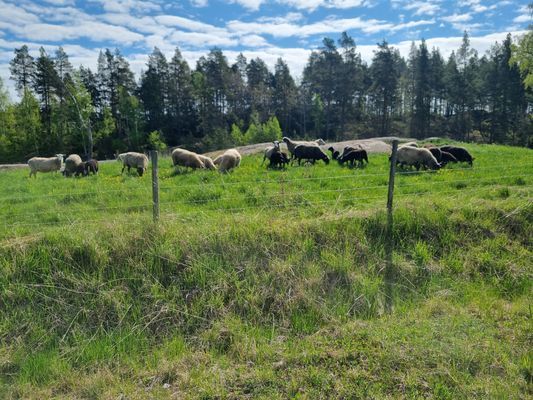 Charmiga MormorGretas stuga - Bild 40