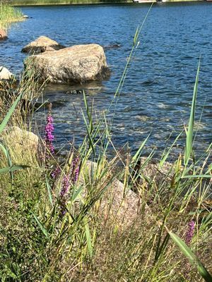 Idylliskt sommarhus på ö i skyddad skärgårdsmiljö - Bild 9