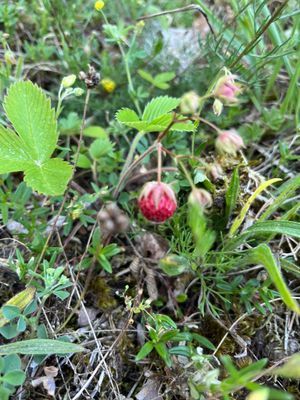 Upplev försommaren på norra Gotland - Bild 19