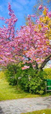 Brösarps Norra backar på Österlen - Bild 9