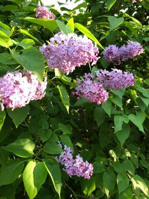 Bild 4 på Villa vid havet  150 m2  6 personer