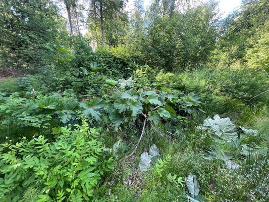 Nyrenoverad stuga nära sjön - Bild 21