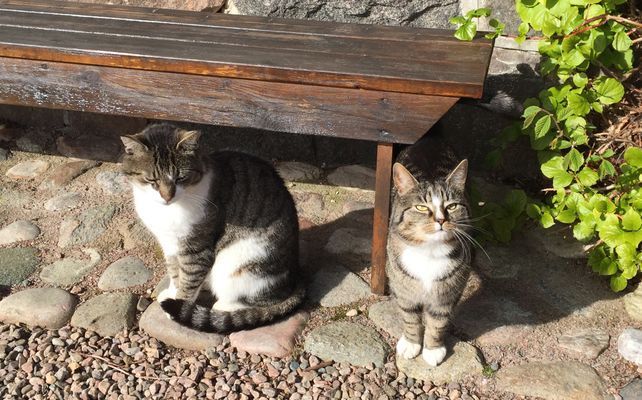 VITA KRUSBÄRSSTÄLLET -  Från 2 upp till 14 gäster! - Bild 30