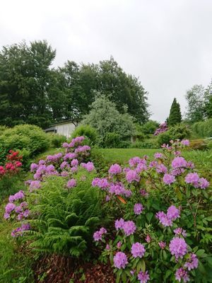 Fin trädgård på naturtomt