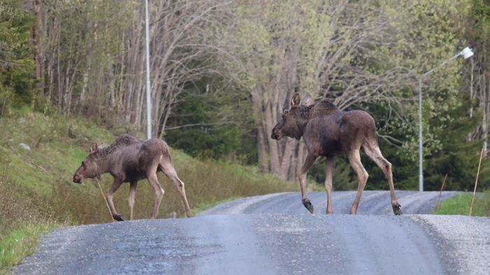 Tomtes Hem - Bild 19