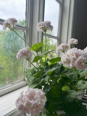 Charmig sommarstuga - Bild 12