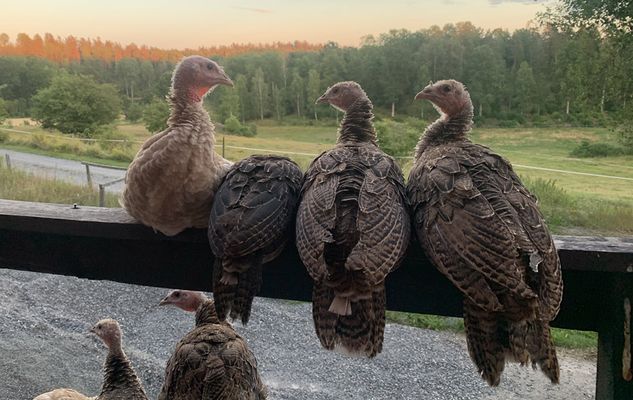 Bo på idyllisk bondgård | Nära sjö med fri båt - Bild 31