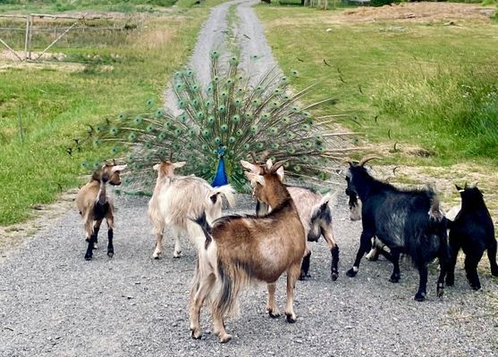 Bo på idyllisk bondgård | Nära sjö med fri båt - Bild 9