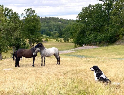 Bo på idyllisk bondgård | Nära sjö med fri båt - Bild 37