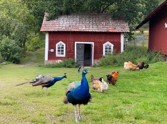 Bild 3 på Bo på idyllisk bondgård | Nära sjö med fri båt