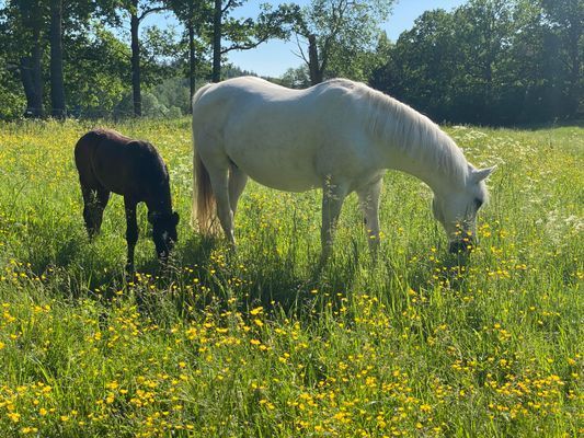 Bo på idyllisk bondgård | Nära sjö med fri båt - Bild 6