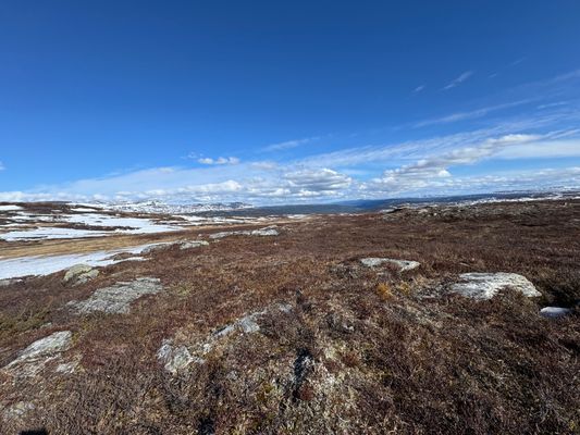 Fridfull stuga strax nedanför trädgränsen